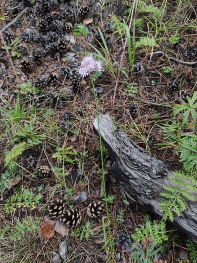 Allium splendens, photographed by Юлия