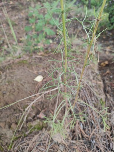 Artemisia commutata, photographed by Юлия