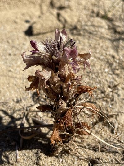 Orobanche multiflora, photographed by Bobby McCabe