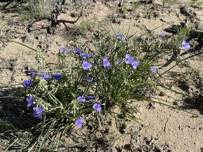 Tradescantia occidentalis, photographed by Bobby McCabe
