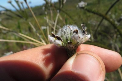 Aspalathus globosa, photographed by Brian du Preez