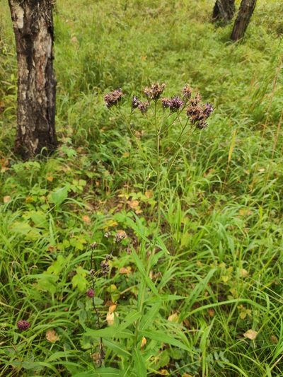 Saussurea parviflora, photographed by Юлия