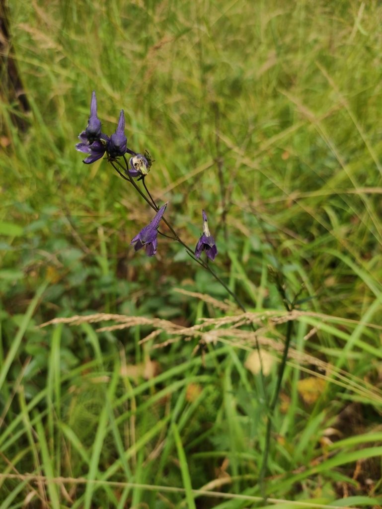 Delphinium crassifolium, photographed by Юлия