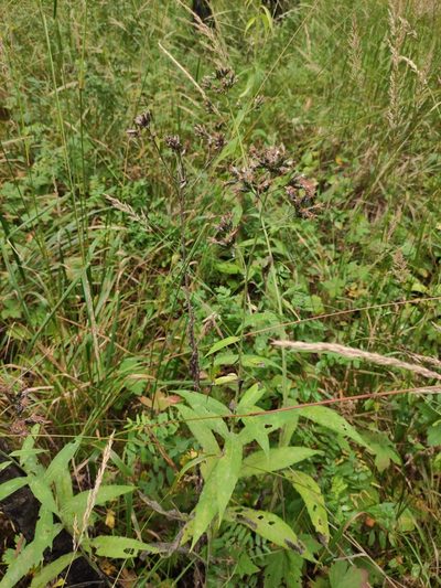 Saussurea parviflora, photographed by Юлия