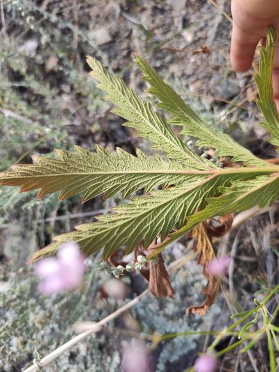 Potentilla longifolia, photographed by Юлия