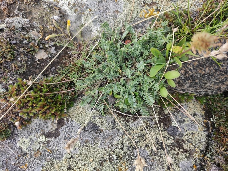 Oxytropis coerulea, photographed by Юлия