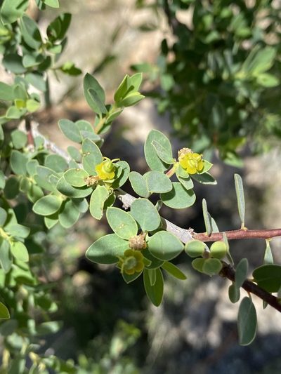 Euphorbia guerichiana, photographed by Dave U