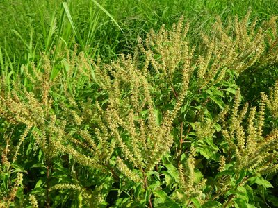 Ocimum gratissimum, photographed by Yi-fan翊凡
