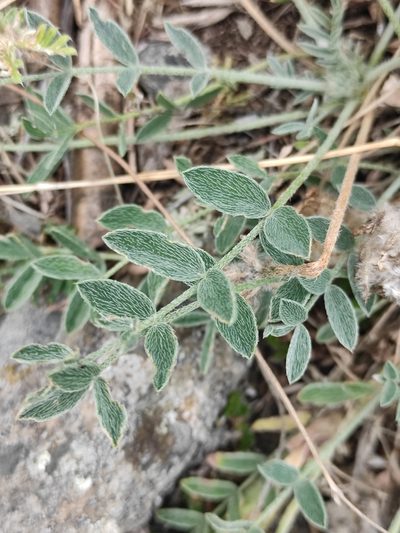 Astragalus lupulinus, photographed by Юлия