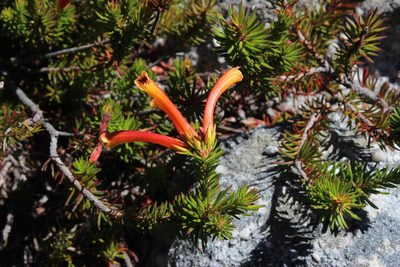 Erica quadrisulcata, photographed by Tony Rebelo