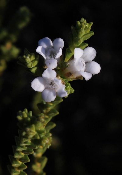 Euchaetis burchellii, photographed by Tony Rebelo
