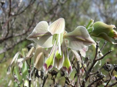 Gladiolus orchidiflorus, photographed by James Deacon
