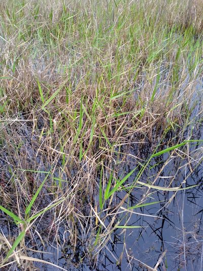 Panicum hemitomon, photographed by Scott Ward