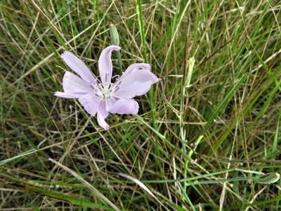 Lygodesmia texana, photographed by Annika Lindqvist