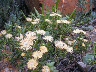 Delosperma badspoortense, photographed by James Deacon