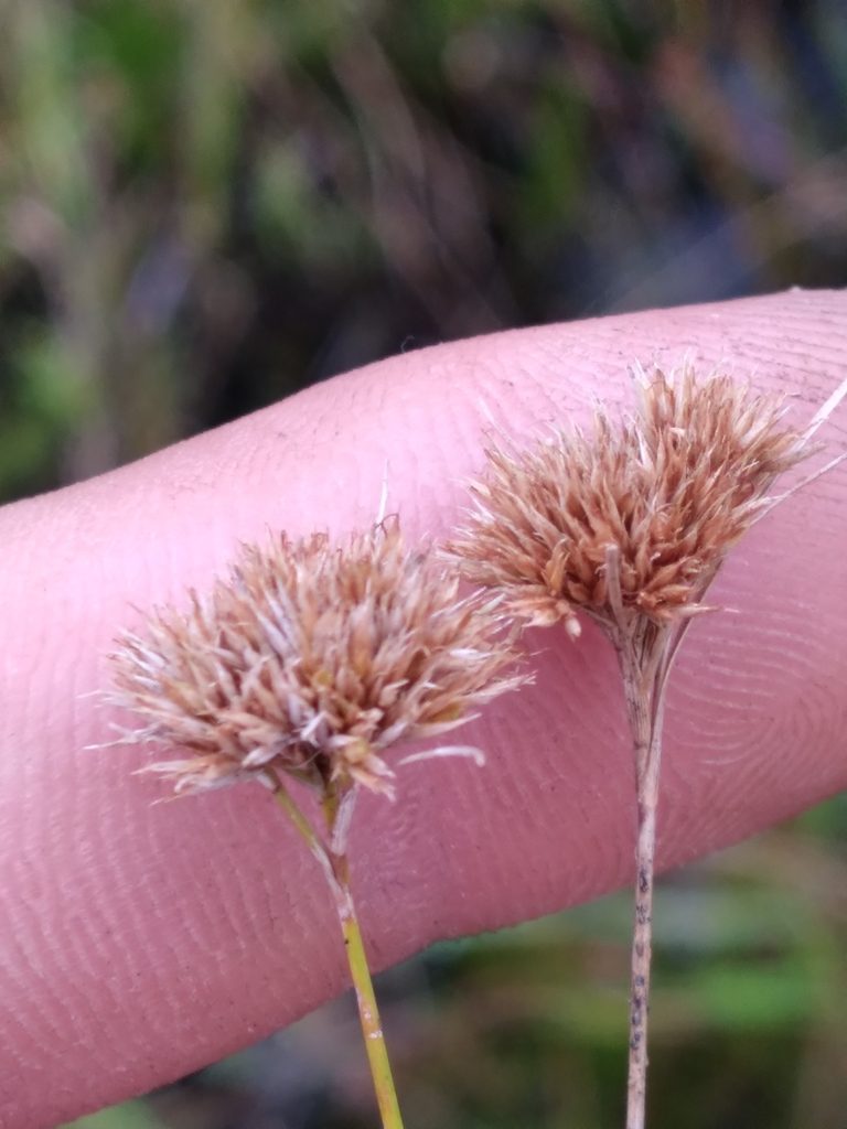 Rhynchospora chapmanii, photographed by Scott Ward