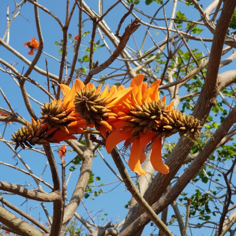Erythrina afra, photographed by Margaret Burger