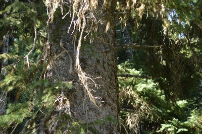 Picea engelmannii, photographed by David Anderson