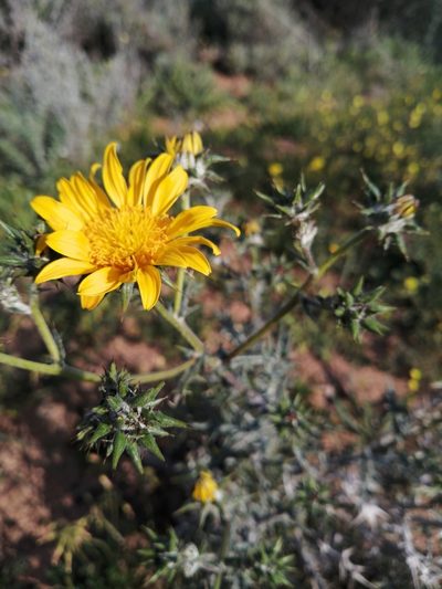 Berkheya heterophylla, photographed by Danie Palm