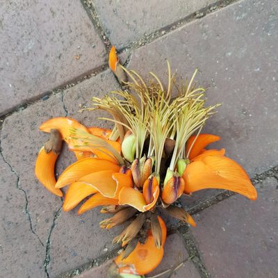 Erythrina afra, photographed by Margaret Burger