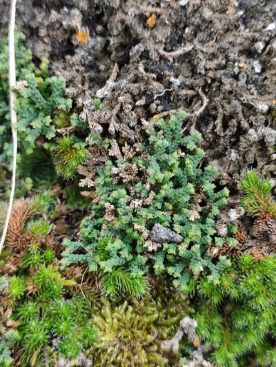 Selaginella sanguinolenta, photographed by Юлия