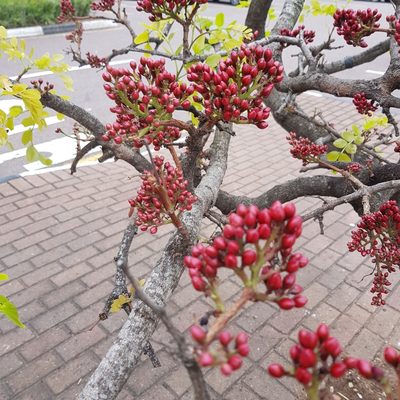 Schotia brachypetala, photographed by Margaret Burger