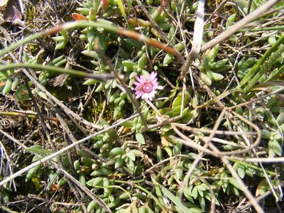 Trichodiadema occidentale, photographed by James Deacon