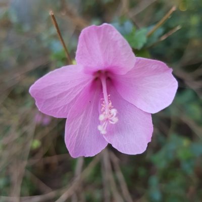 Hibiscus pedunculatus, photographed by Margaret Burger