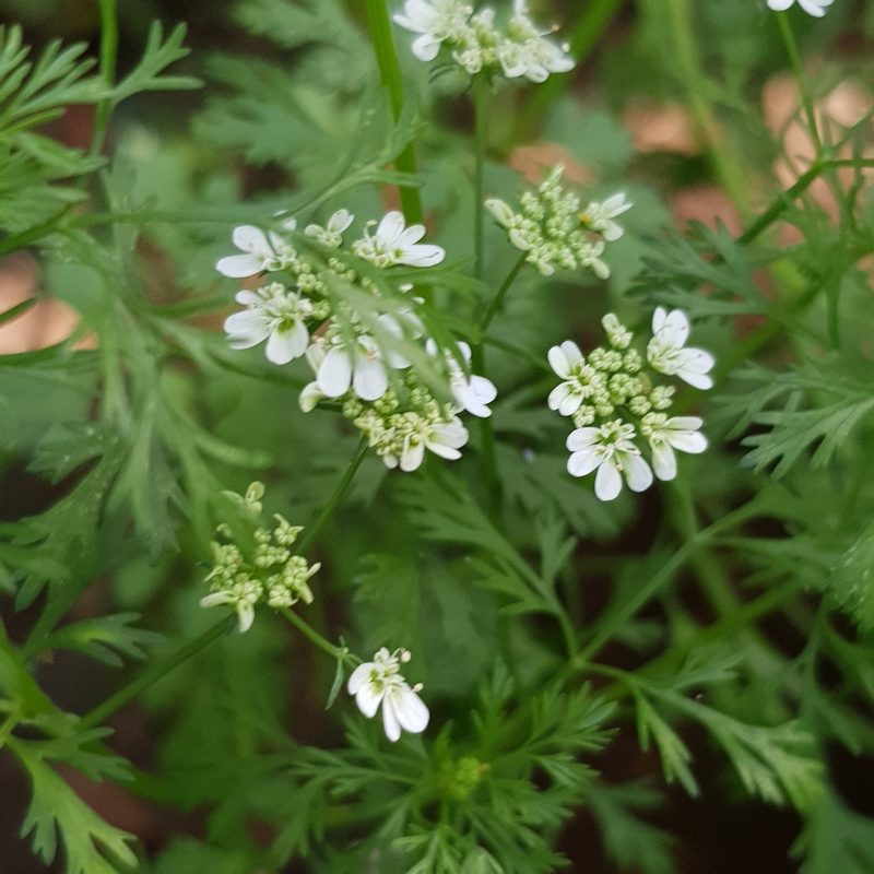 Coriandrum sativum, photographed by Margaret Burger