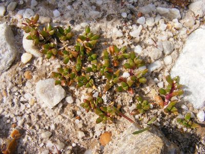 Disphyma dunsdonii, photographed by James Deacon