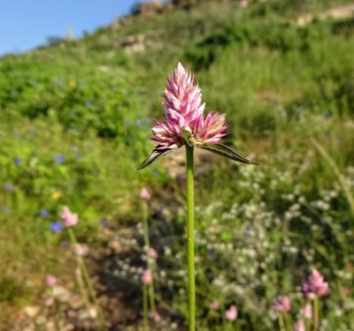 Gomphrena sonorae, photographed by Andrew Tree