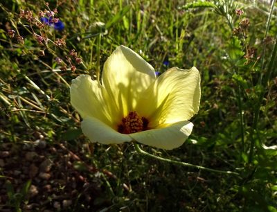 Hibiscus biseptus, photographed by Andrew Tree