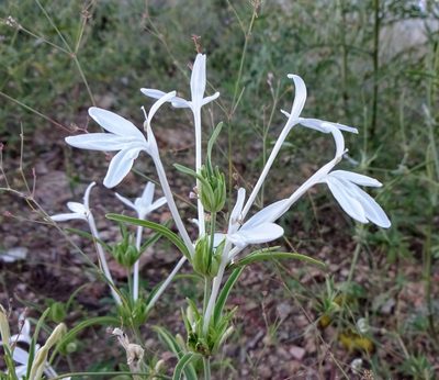 Justicia longii, photographed by Andrew Tree