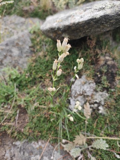Silene jeniseensis, photographed by Юлия