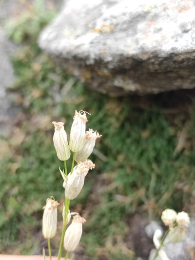 Silene jeniseensis, photographed by Юлия