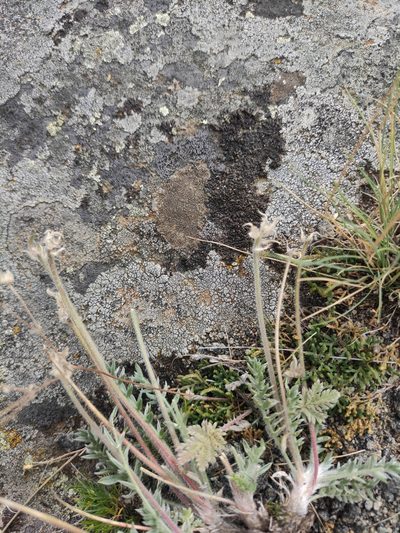Potentilla sericea, photographed by Юлия
