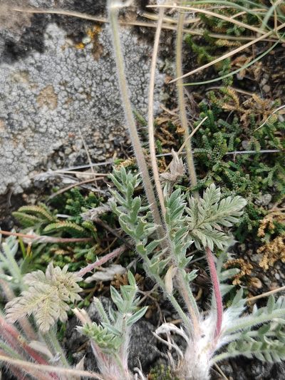 Potentilla sericea, photographed by Юлия