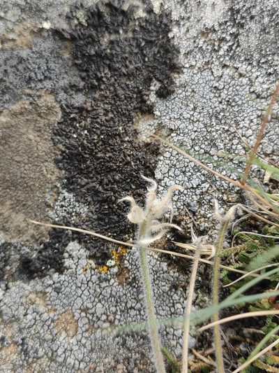 Potentilla sericea, photographed by Юлия