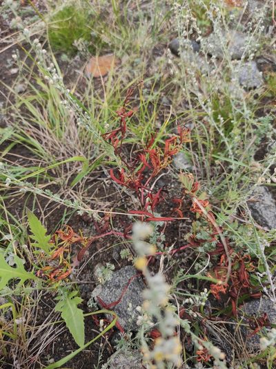 Polygonum angustifolium, photographed by Юлия