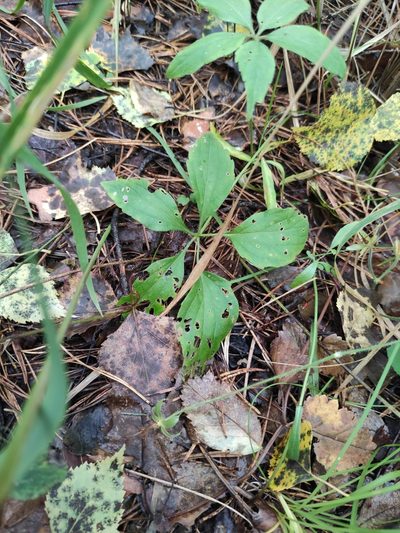Viola dactyloides, photographed by Юлия