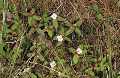 Antherotoma naudinii, photographed by Wynand Uys