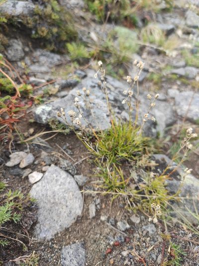 Eremogone meyeri, photographed by Юлия