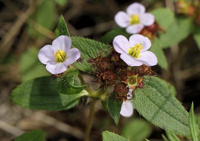 Antherotoma naudinii, photographed by Wynand Uys