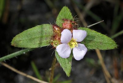 Antherotoma naudinii, photographed by Wynand Uys