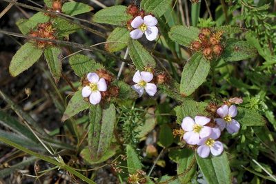 Antherotoma naudinii, photographed by Wynand Uys