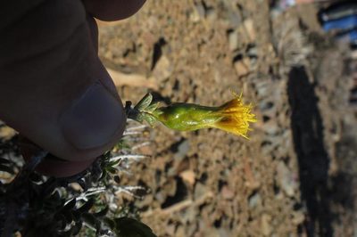 Pteronia viscosa, photographed by Brian du Preez