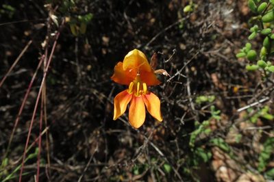 Tritonia securigera, photographed by Brian du Preez