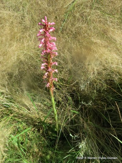 Satyrium macrophyllum, photographed by Peter Warren
