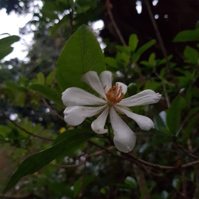 Xylotheca kraussiana, photographed by Margaret Burger