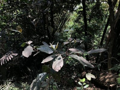 Litsea akoensis, photographed by Cheng-Tao Lin